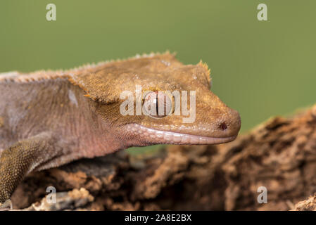 Crested Gecko. Isolati contro un muto sfondo verde. Focus su gli occhi. Camera per copia. Foto Stock