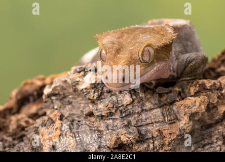 Crested Gecko. Isolati contro un muto sfondo verde. Focus su gli occhi. Camera per copia. Foto Stock