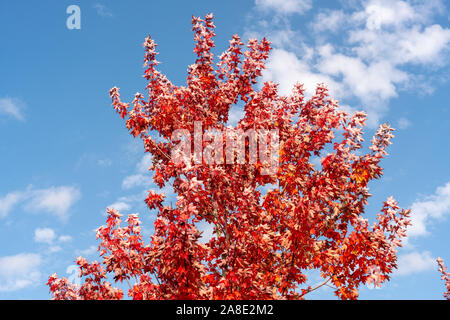 Bel rosso Autunno colori sugli alberi Foto Stock