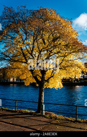 Un lone tree in colore di autunno sulle rive del fiume Ness a Inverness, Scotland Foto Stock