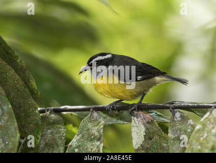 Primo piano della piccola songbird,Bananaquit (Coereba flaveola) appollaiate su un ramo frondoso,Ecuador Foto Stock