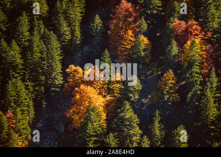 Vista da sopra di un colorato autunno alberi decidui sparsi nel verde di un bosco di conifere. In autunno la foresta mista verde, giallo, rosso e marrone e alberi. Foto Stock