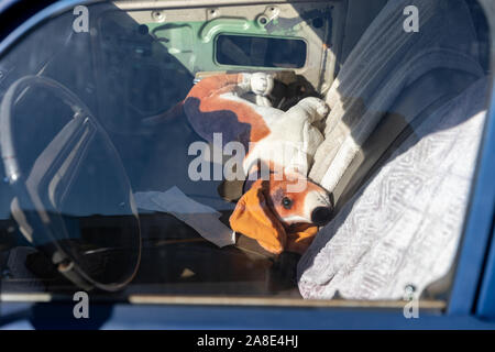 Cane giocattolo lasciato in auto Foto Stock