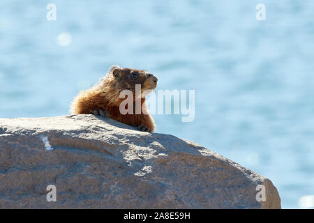 La marmotta su una roccia in Utah, Stati Uniti d'America Foto Stock