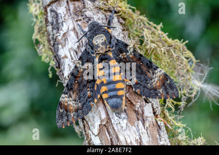 Acherontia atropo,Schweiz,Natur,Insekt,Nachtfalter,Schwärmer,Totenkopf,Totenkopfschwärmer Foto Stock