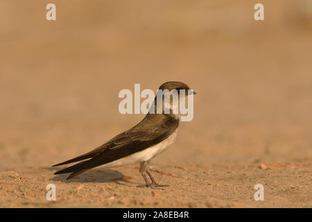 Marrone-throated martin (Riparia paludicola) a Gandhinagar, Gujarat, India Foto Stock