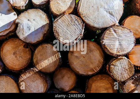 Pila di larici messi a seccare. Foto Stock