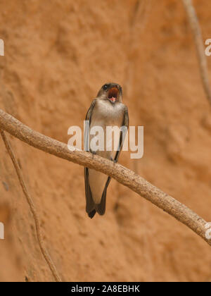 Marrone-throated martin (Riparia paludicola) a Gandhinagar, Gujarat, India Foto Stock