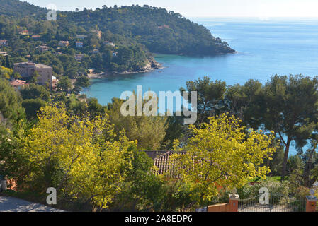 Sulla riviera francese con mimosas Foto Stock