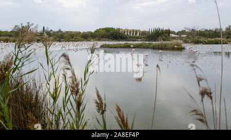 Molti grandi fenicotteri rosa nuoto su un lago di stagno in La Camargue, Francia Foto Stock