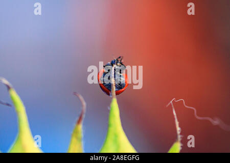 Macro di ladybug su una lama di erba del sole al mattino Foto Stock