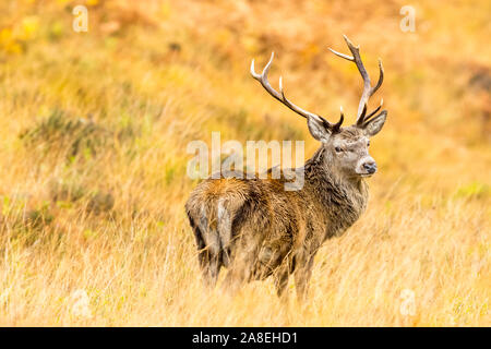 Red Deer stag (nome latino: Cervus elaphus) in Autunno.il monarca del Glen si fermò maestosamente in golden erbe.Glen Strathfarrar,Highlands scozzesi Foto Stock