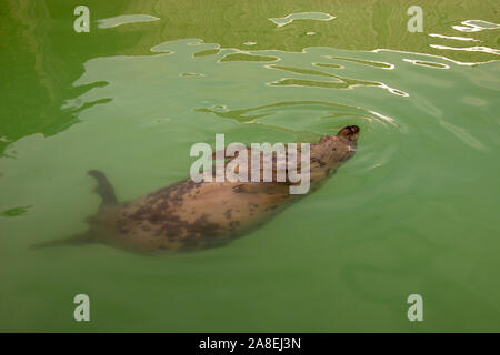 Pelliccia sigillo nuota sulla sua schiena in verde acqua. Solo un naso con un baffi bastoni fuori sopra l'acqua. Ci sono riflessi sull'acqua. Foto Stock