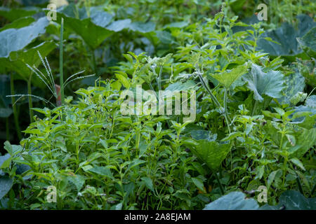 Il basilico santo, erbe con basilico fiori nel giardino Foto Stock