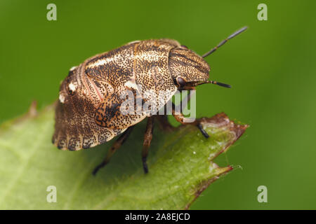 Tartaruga ninfa Shieldbug (Eurygaster "testudinaria) arroccato su Rovo foglie. Cappamurra Bog, Tipperary, Irlanda Foto Stock