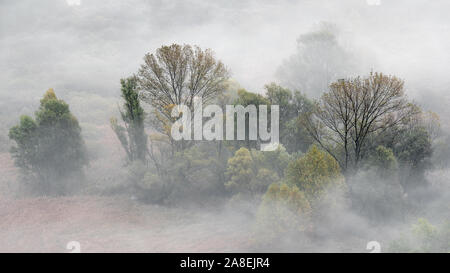 Bellissima alba tra la foresta di nebbia Foto Stock
