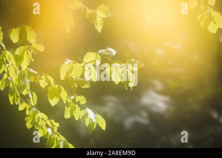 Alberi Abstract doppia esposizione Giardini Arisaig Foto Stock