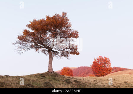 Albero maestoso con orange raggi di sole in autunno mountain valley. Drammatica serata colorata scena. Carpazi, Ucraina. Fotografia di paesaggi Foto Stock