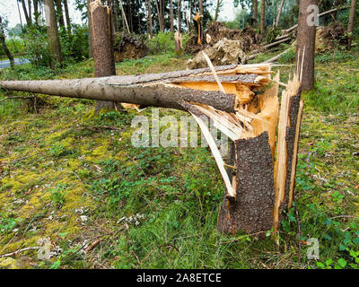 Sturmschäden, umgestürzte Bäume im Wald, Foto Stock