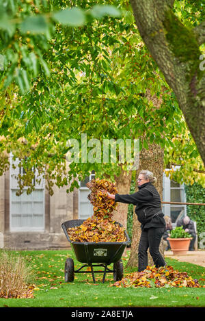 Una femmina di giardiniere raccoglie foglie cadute in una carriola durante il tardo autunno presso il giardino botanico dell'università di Oxford, Inghilterra. Foto Stock