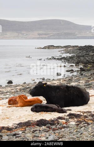 Vacche e croste sdraiato sulla spiaggia dopo aver mangiato le alghe, Isola di Skye, Scotland, Regno Unito. Foto Stock