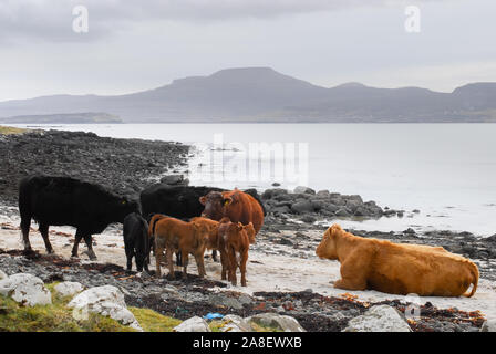 Vacche e croste mangiare alghe, passeggiate e giacente sulla spiaggia, Isola di Skye, Scotland, Regno Unito. Foto Stock
