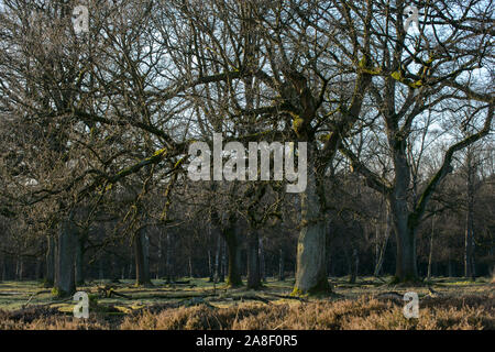 Alberi di quercia in inverno senza neve. Questa immagine è parte di un 10 serie di immagini della stessa posizione in stagioni diverse Foto Stock