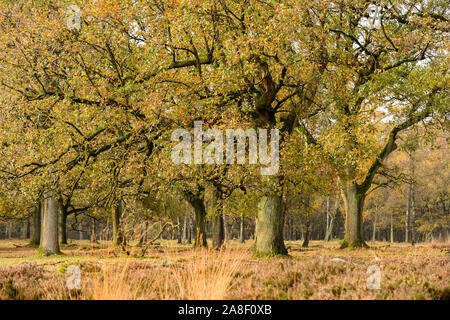 Alberi di quercia con colori autunnali. Questa immagine è parte di un 10 serie di immagini della stessa posizione nelle diverse stagioni. Foto Stock