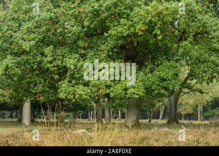 Alberi di quercia con colori autunnali. Questa immagine è parte di un 10 serie di immagini della stessa posizione nelle diverse stagioni. Foto Stock