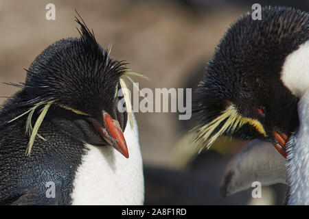 Pinguini saltaroccia (Eudyptes chrysocome) al loro sito di nidificazione sulle scogliere di più deprimente isola nelle isole Falkland Foto Stock