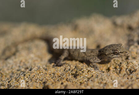 Kotschy's Gecko (Mediodactylus kotschyi) sull'isola greca di Cipro, Grecia. Foto Stock