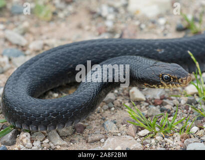 Black Whip snake (Dolichophis jugularis) sull'isola di Cipro. Foto Stock