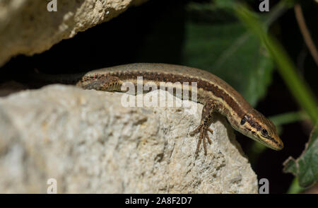 In Troodos Lizard, (Phoenicolacerta troodica) sull'isola di Cipro. Foto Stock