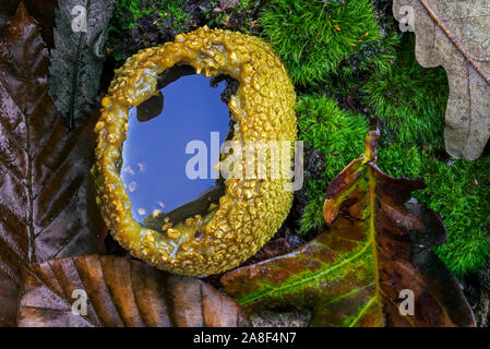 Comuni / earthball veleno di maiale puffball / massa comune sfera (Scleroderma citrinum) burst open en riempito con acqua sul pavimento di foresta in autunno Foto Stock