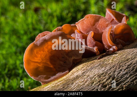 Giudeo l orecchio / legno nero / orecchio jelly orecchio (Auricularia padiglione auricolare-judae) frutta corpi caduti sul tronco di albero nella foresta di autunno Foto Stock