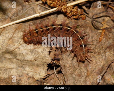 Fabriciana adippe caterpillar, l'alta fritillary marrone. Famiglia Nymphalidae, nativo di Europa e attraverso il Palearctic in Giappone. Foto Stock