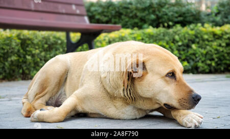 Cane grande attesa per il suo proprietario giacente sul marciapiede, close-up Foto Stock