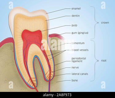 Anatomia dentale, illustrazione Foto Stock