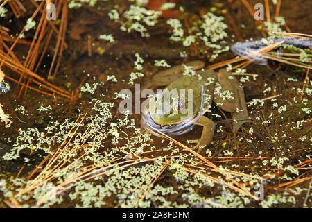 Rana toro (Rana catesbeiana) seduto in un profondo laghetto di acqua dolce in mezzo alle alghe con testa sporgente e corpo visibile sotto l'acqua Foto Stock