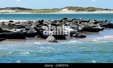 Una colonia di foche grigie (Halichoerus grypus atlantica) crogiolarsi su un sandbar su Monomoy Island, Cape Cod, Massachusetts Foto Stock