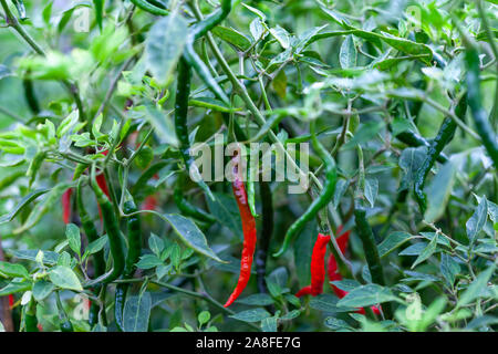 Alcuni peperoncini appesi nelle boccole. Un paio di quelle rosse tra quelli verdi. Esse sono tipiche per il Sud Est Asiatico e piccante fino quasi ad ogni pasto. Foto Stock