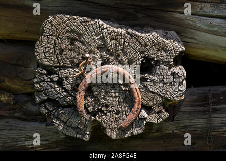 Ferro di cavallo arrugginiti e fibbia pendente da un log in nella storica Fred Riddle House in Oregon orientale. Foto Stock