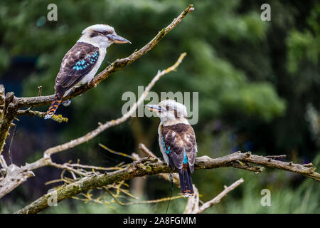 Kookaburra bird da Australia cercando in direzioni differenti Foto Stock