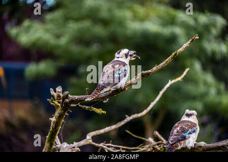 Kookaburra uccelli provenienti da Australia seduto su un ramo nella boccola mangiare pesce Foto Stock