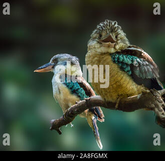 Kookaburra bird da australia uno che guarda verso la fotocamera e gli altri alla ricerca di distanza Foto Stock