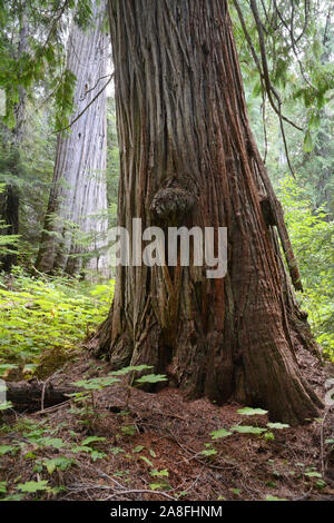 Il burled tronco di un enorme crescita vecchio Western Red Cedar tree all'interno della foresta pluviale temperata di Kootenay regione della British Columbia, Canada. Foto Stock