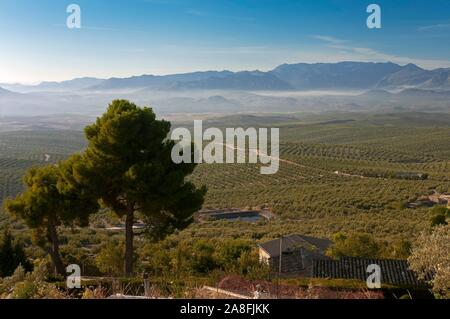 Oliveto e Sierra Magina parco naturale, a Ubeda, Jaen provincia, regione dell'Andalusia, Spagna, Europa. Foto Stock