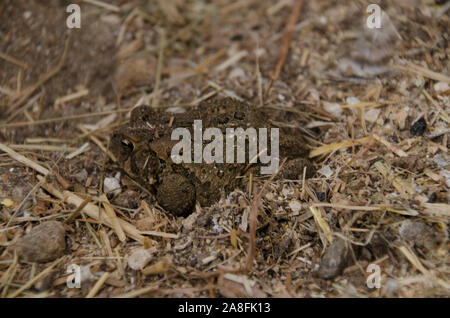Orientale americana Toad, Anaxyrus americanus, effettuano uno scavo nella sabbia in un pollaio mantenendo calda per caduta, Maine, Stati Uniti d'America Foto Stock