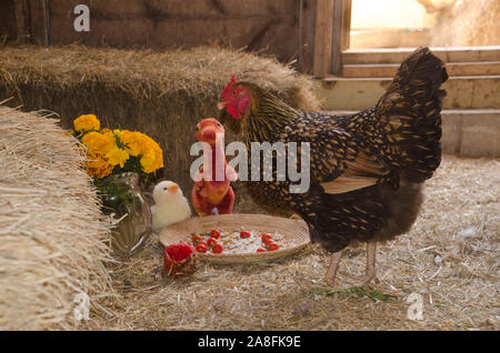 Il rame maran pollo considera la condivisione con amici ripiene nel fienile, Maine, Stati Uniti d'America Foto Stock