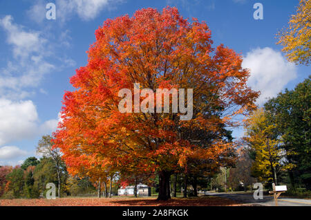 Il nostro preferito Fall Maple albero in pieno colore autunno su Sligo Road, Yammouth, Maine, USA Foto Stock